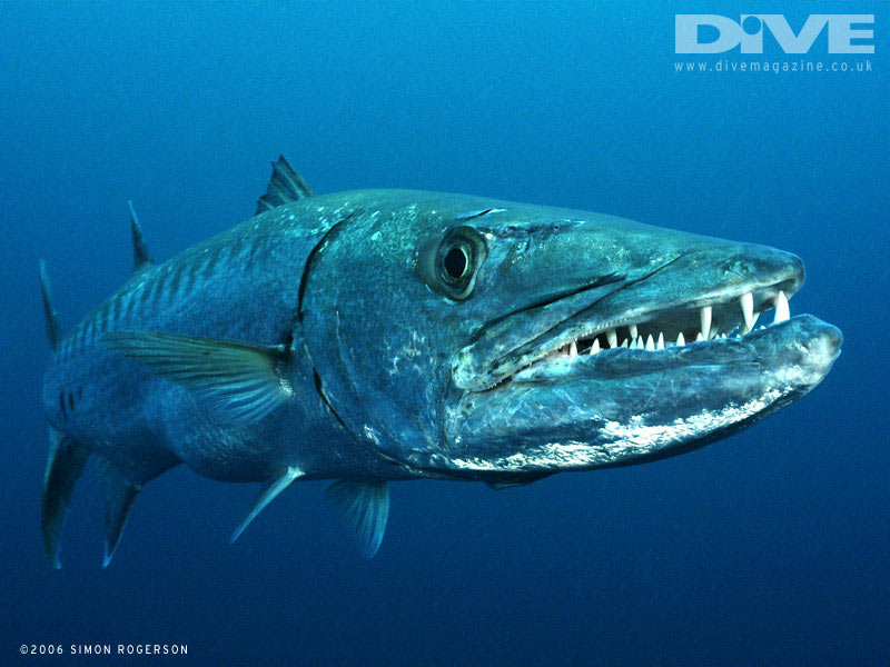 barracuda2006srogerson1.jpg